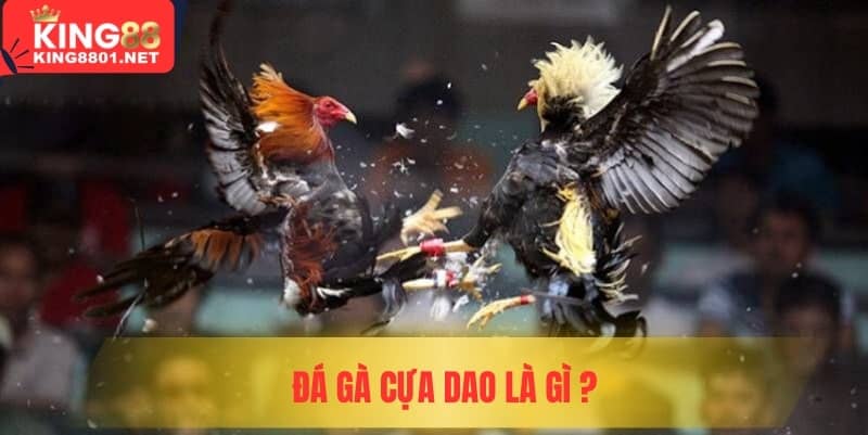 Đá gà cựa dao là gì?