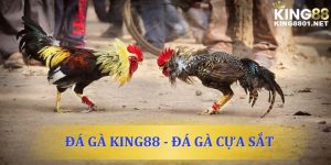 Đá gà cựa sắt - Địa chỉ xem đá gà uy tín, chất lượng nhất 2024