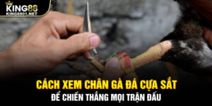 Cách xem chân đá gà cựa sắt để chiến thắng trong mọi trận đấu