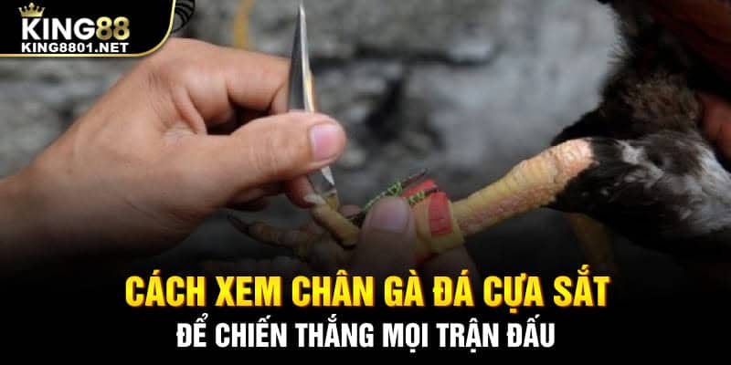 Cách xem chân đá gà cựa sắt để chiến thắng trong mọi trận đấu