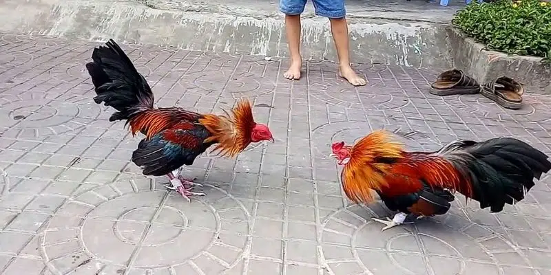 GIới thiệu về trò chơi đá gà tre là gì?